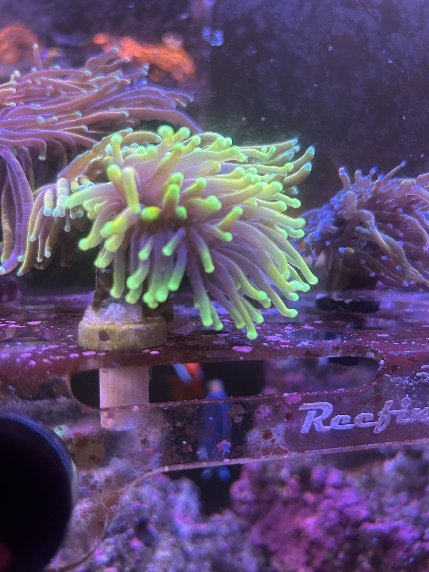 Fake Hellfire Torch Euphyllia Plastic Toy