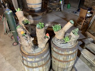 Succulent plants (center piece)