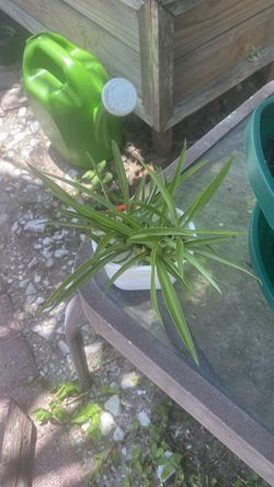 Air Purifying Spider Pups