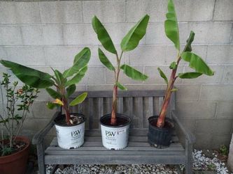 Banana tree