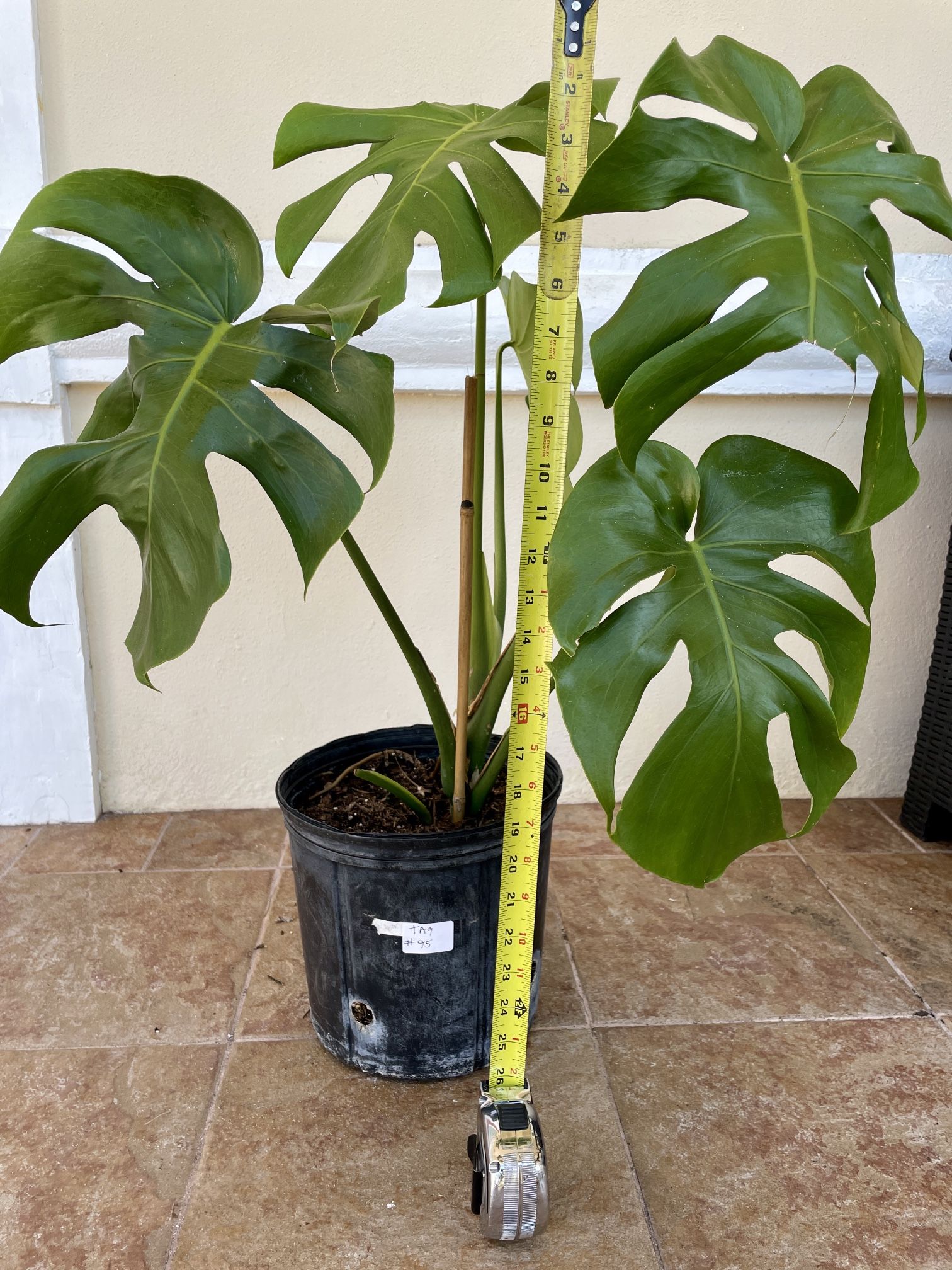 Monstera Deliciosa Swiss Cheese Plant Rooted In 9.5” Pot Tag #95