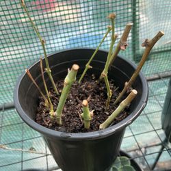 Concord Grape Vine Cuttings – Unrooted or Rooted Options