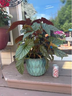 Angel Wing begonia