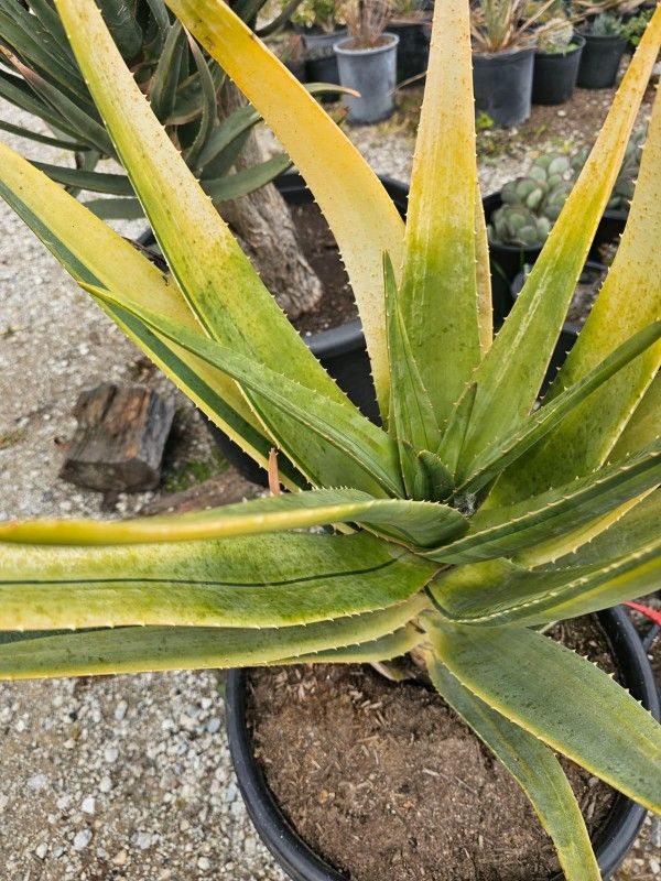 Aloe Hercules Palm Variegated