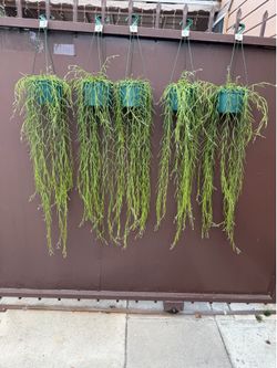 6” xxxl hoya linearis