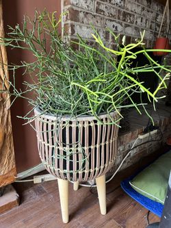 Large Full Pencil Tree Cactus