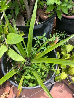 6 large pineapple plants.