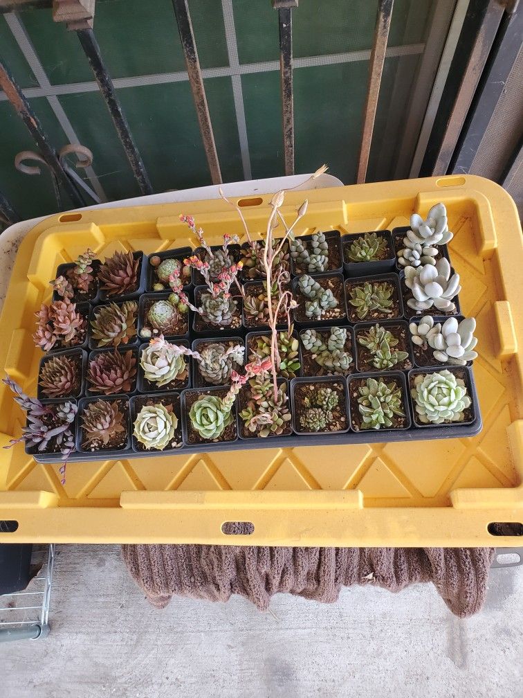 Succulents