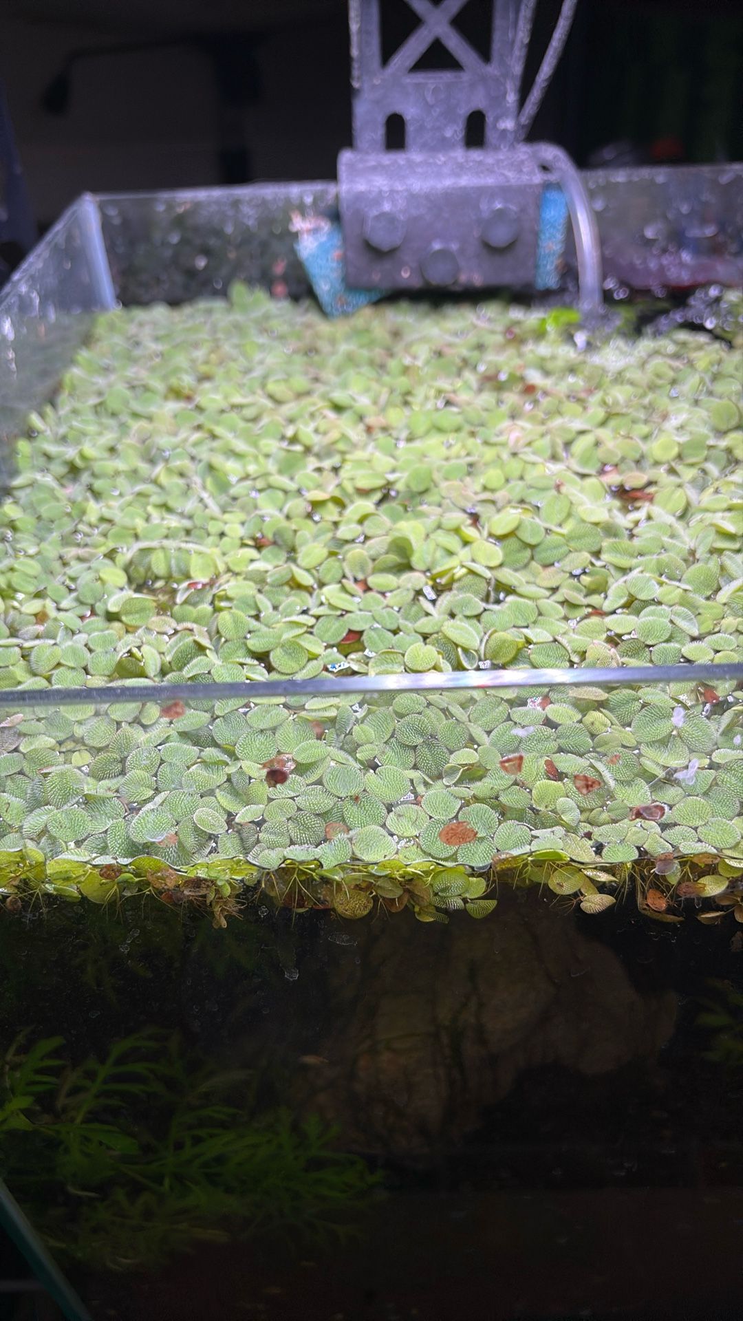 Salvinia Minima