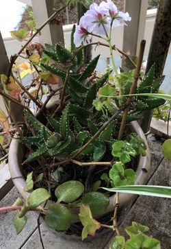 Cactus