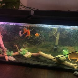 NO FISH JUST TANK Comes With Wood Fake Plants Lights And Lids 