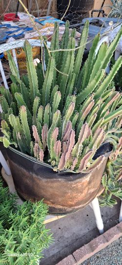 Succulents- Starfish $8.00 ea