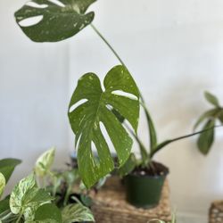 BIG thia Constellation Monstera $85