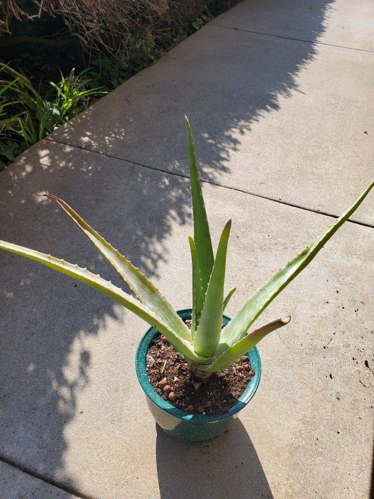 Aloe Vera Plant 