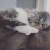 alena