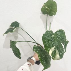 Monstera Thai Constellation 