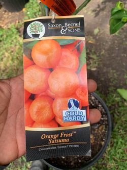 Orange Frost Satsuma tree