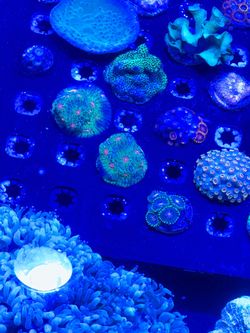 Frags and coral