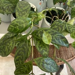 $10 | Black Pagoda Lipstick Plant | Aeschynanthus 'Zebra Plant' | Rooted | Flowering Houseplant | Attracts Butterflies And Hummingbirds 