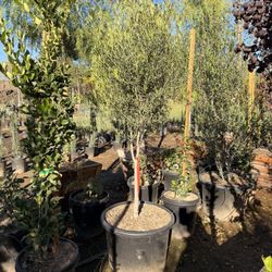 Olive Trees 25 Gal 