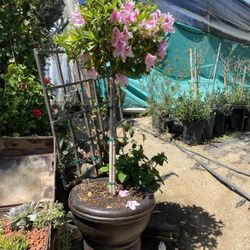 Azalea