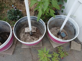 Free Large Planting Barrels