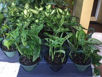 Swiss cheese plant in 6” pot