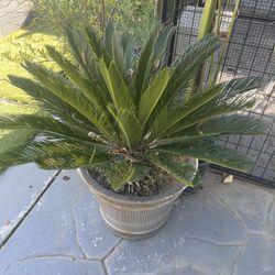 Sago Palm Tree Plant 15 gallon pot.