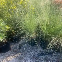Muhly Grass