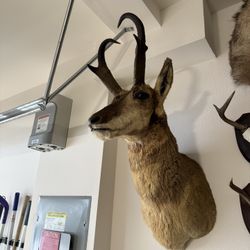 Trophy Pronghorn Taxidermy Mount
