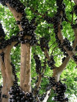 Jaboticaba fruit trees