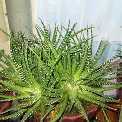 Beautiful Succulents Plant.