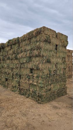 Alfalfa