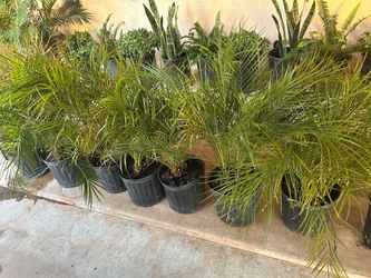 Pigmy palms 15$ each
