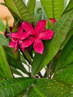 Potted Plumeria Plant