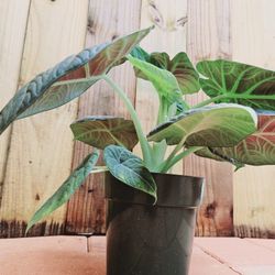 LIVE PLANT 2ft Alocasia Maharani Grey dragon - Green jewel Elephant Ear live plant 1ft Tall