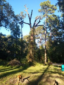 Free Trees,Logs, Wood,Ect.