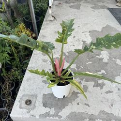 Philodenron Ring Of Fire