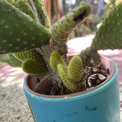 No palito Espina Amarilla 