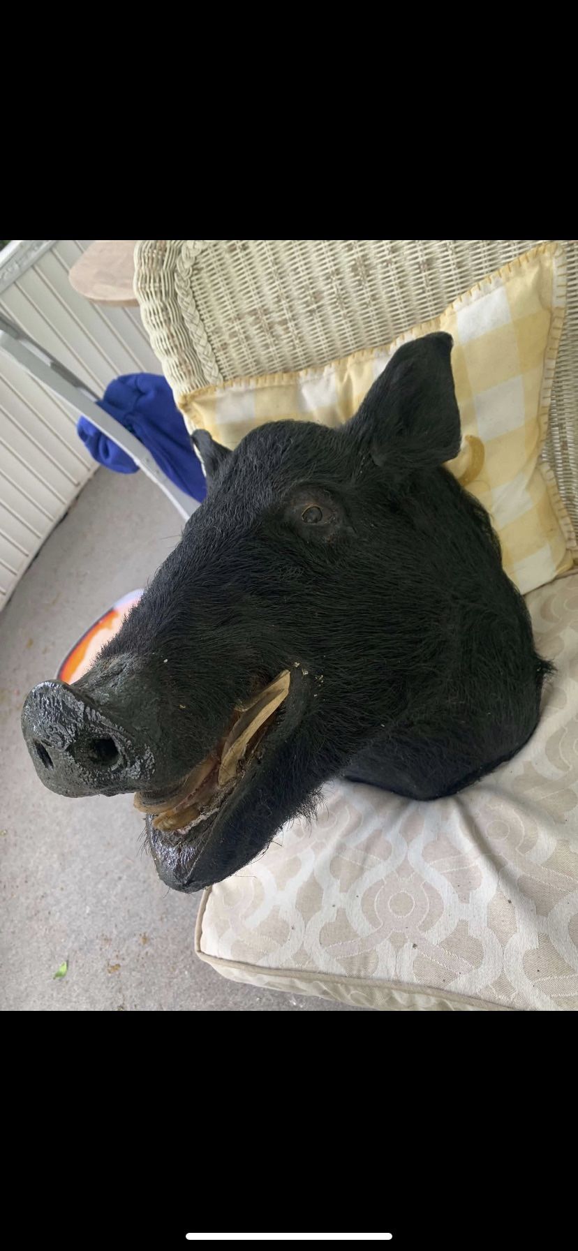 Taxidermy Boar Head!! $225!!
