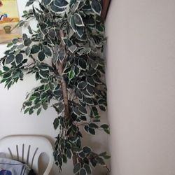Ficus Tree (Silk Plant)-6 Feet