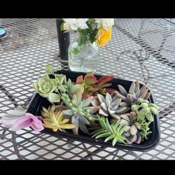 Mix Succulents In A Tray 