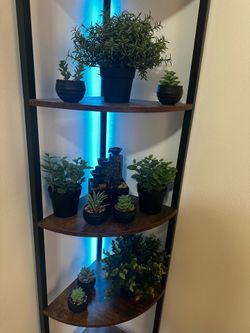 Mini decoration plants
