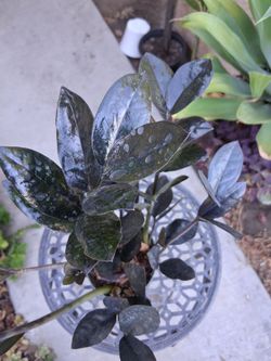 Raven "Black " Z  Z  Plant $28