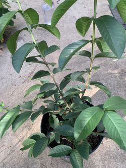 Guava Tree 