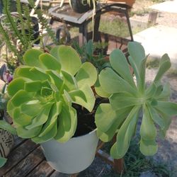 Succulent