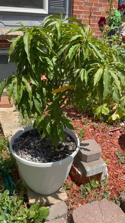 Garden Gold Miniature Peach 🍑 Trees