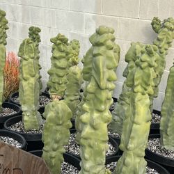 Weekend Sale Totempole Cactus In 15 Gallon Pots $140 Each 