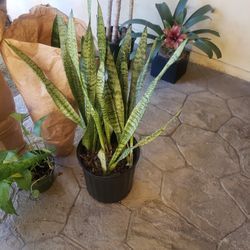 Snake Plant