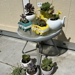 $10 Succulents Sale!